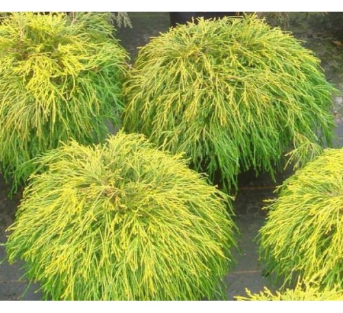 Кипарисовик горохоплодный  Санголд (Sungold) С2.